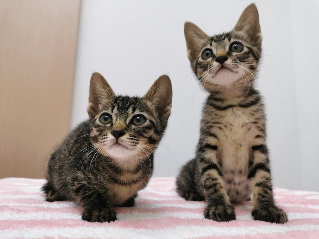 Boy And Girl - Domestic Short Hair Cat