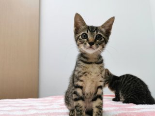 Boy And Girl - Domestic Short Hair Cat