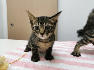 Boy And Girl - Domestic Short Hair Cat