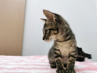 Boy And Girl - Domestic Short Hair Cat