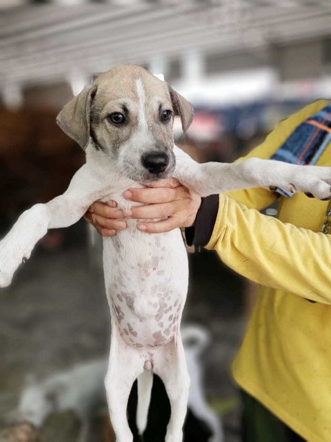 Wenny - Jack Russell Terrier Mix Dog