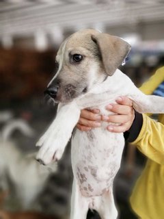 Wenny - Jack Russell Terrier Mix Dog