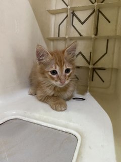 Leo - Domestic Long Hair Cat