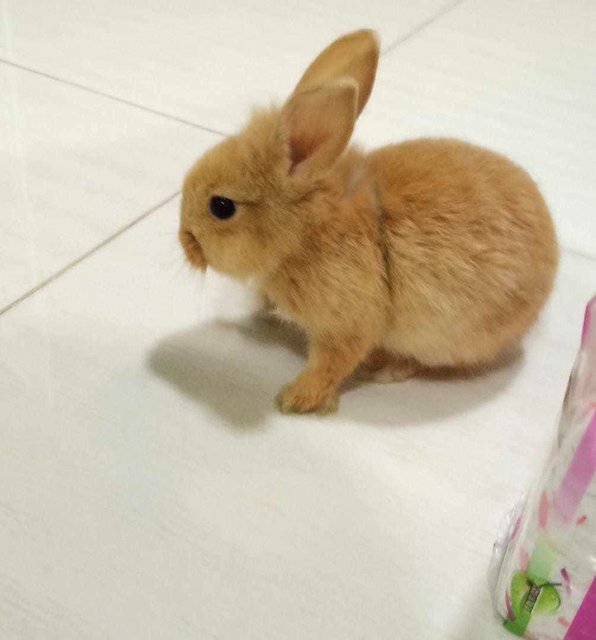 Ronny - Dwarf Rabbit