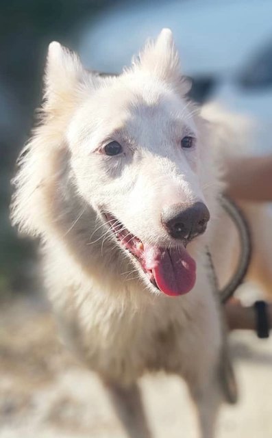 Chelsea - White German Shepherd Mix Dog