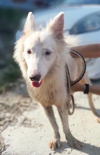 Chelsea - White German Shepherd Mix Dog