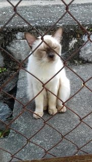 PF111130 - Siamese Cat