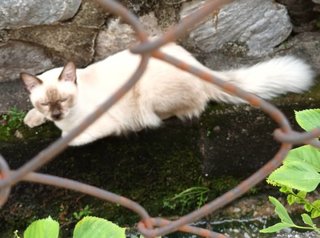 PF111130 - Siamese Cat