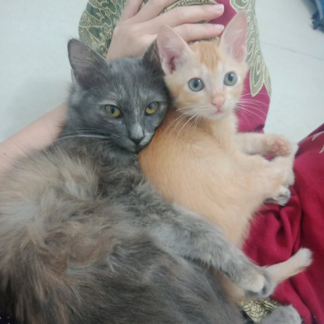 Fluffy And Simba - Domestic Medium Hair + Domestic Short Hair Cat