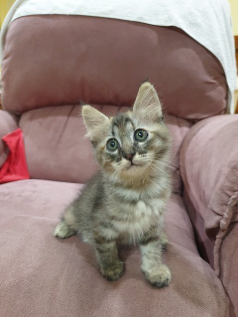 Boba - Domestic Long Hair Cat