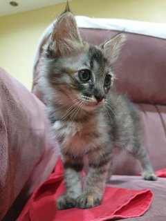 Boba - Domestic Long Hair Cat