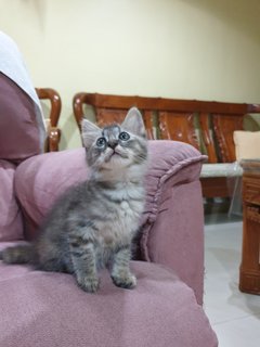 Boba - Domestic Long Hair Cat