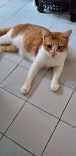 Tamy - Domestic Short Hair Cat