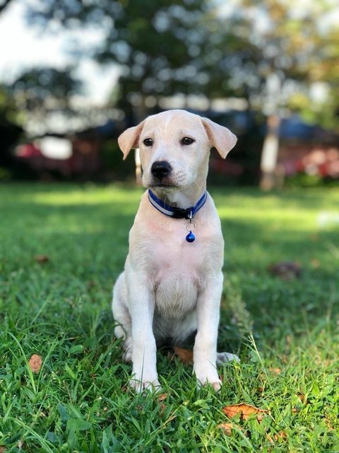 Fallon - Mixed Breed Dog