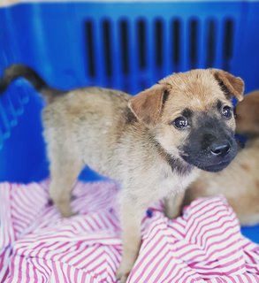 Renault - Jindo Mix Dog