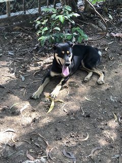 Jackson  - Mixed Breed Dog