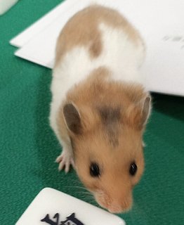 Brownie The Syrian - Syrian / Golden Hamster Hamster