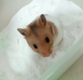 Brownie The Syrian - Syrian / Golden Hamster Hamster