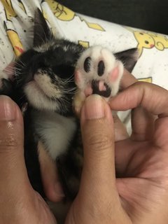 Daisy - Domestic Short Hair + Tortoiseshell Cat