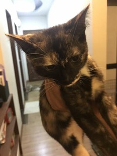 Daisy - Domestic Short Hair + Tortoiseshell Cat