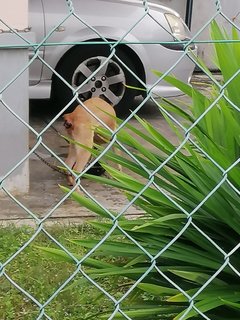 Bruno - Pit Bull Terrier Mix Dog