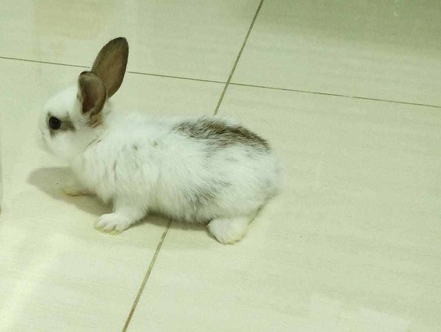 Mickey The Whitish Rabbit - Polish Rabbit