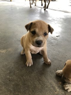 Puppy 28 - Mixed Breed Dog