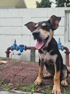 Raylian (K) - Mixed Breed Dog