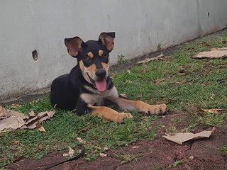 Raylian (K) - Mixed Breed Dog