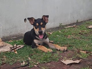 Raylian (K) - Mixed Breed Dog