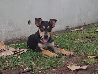 Raylian (K) - Mixed Breed Dog