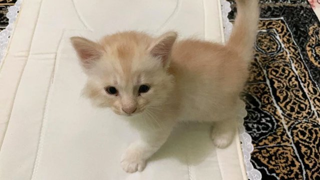 Snowy  - Domestic Medium Hair Cat