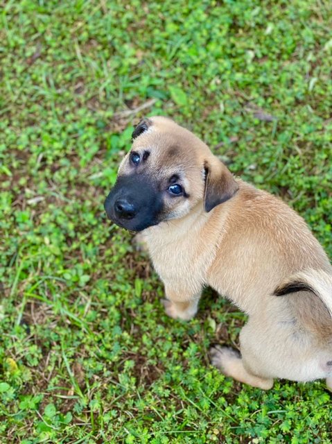 Aston - Mixed Breed Dog