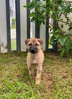 Aston - Mixed Breed Dog