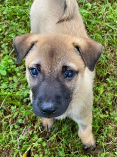 Aston - Mixed Breed Dog