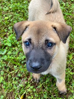 Aston - Mixed Breed Dog