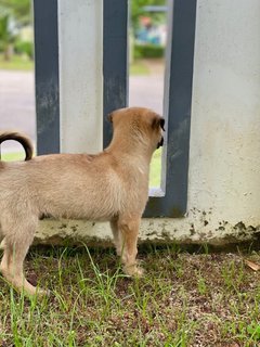 Aston - Mixed Breed Dog