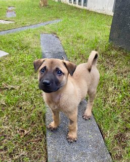 Aston - Mixed Breed Dog