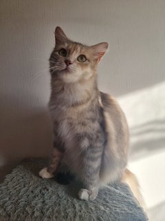 Dusty - Domestic Long Hair Cat