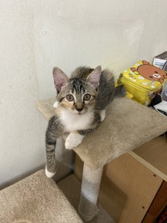 Cherry Girl ❤️ - Domestic Long Hair Cat