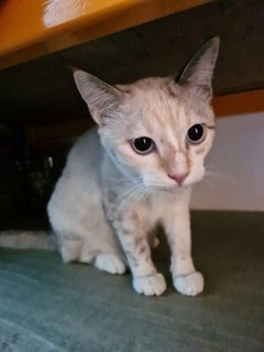 Snowy - Domestic Short Hair Cat