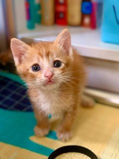 Trinity (Tortie, Ginger, Tabby) - Domestic Short Hair Cat