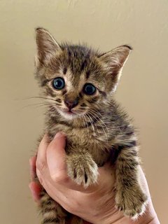 Trinity (Tortie, Ginger, Tabby) - Domestic Short Hair Cat