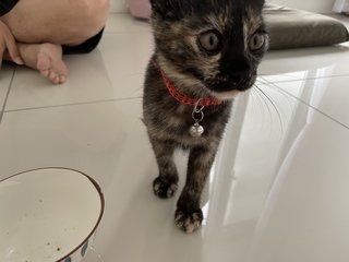 Chanel - Domestic Short Hair + Tortoiseshell Cat