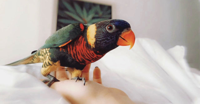 Rainbow - Parrot + Lory/Lorikeet Bird