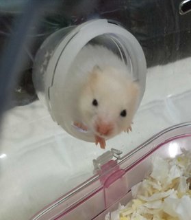 Rosey The Syrian - Syrian / Golden Hamster Hamster