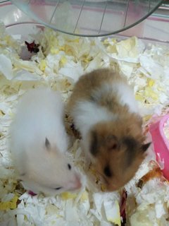 Rosey The Syrian - Syrian / Golden Hamster Hamster