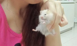 Rosey The Syrian - Syrian / Golden Hamster Hamster