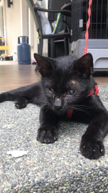 Blacky - Domestic Medium Hair + Bombay Cat