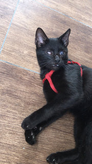 Blacky - Domestic Medium Hair + Bombay Cat